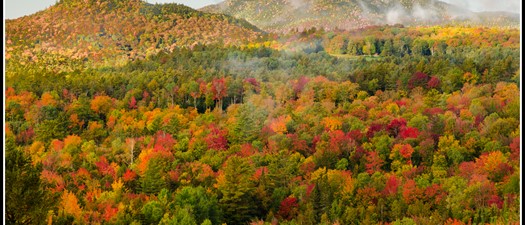 RPTL 480 & 480-a Forest Tax Exemption