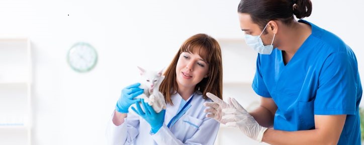 female veterinarian examining white cat