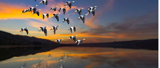 LeaderChat: Webinar for Volunteer Leadership