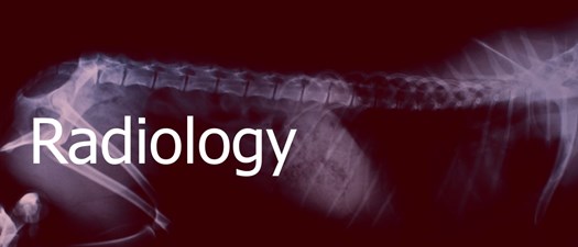 Veterinary Radiology Review - Topic: Geriatric Musculoskeletal Diseases