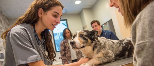 NYSVMS Webinar: The Intersection of Training New Graduates and Increasing Access to Care