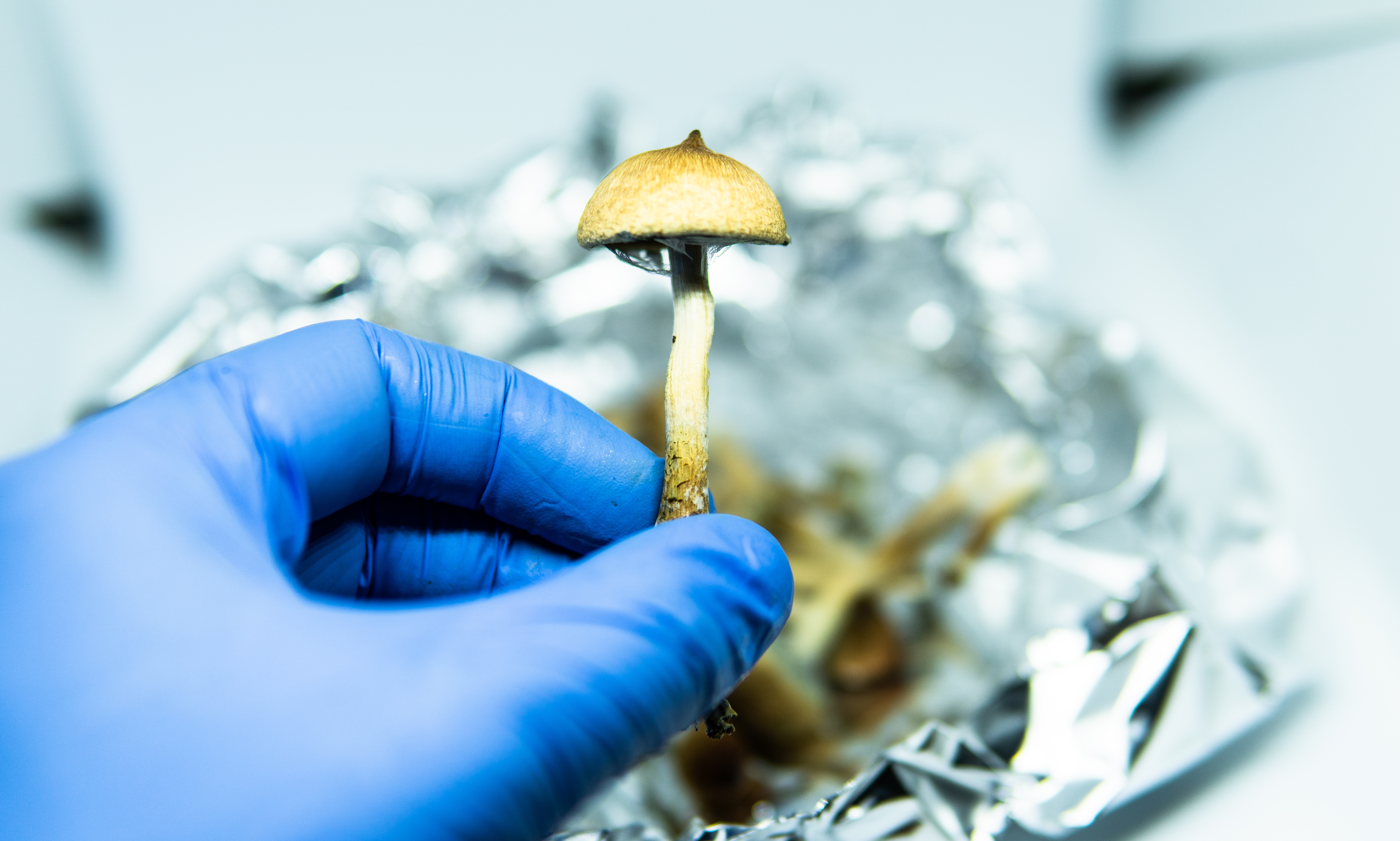 A researcher wearing blue gloves holds a psilocybin mushroom.