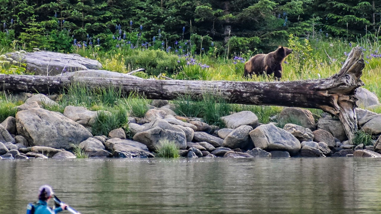 Bears and Beauty