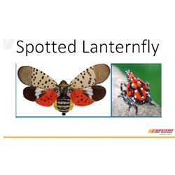 Recorded Spotted Lantern Fly
