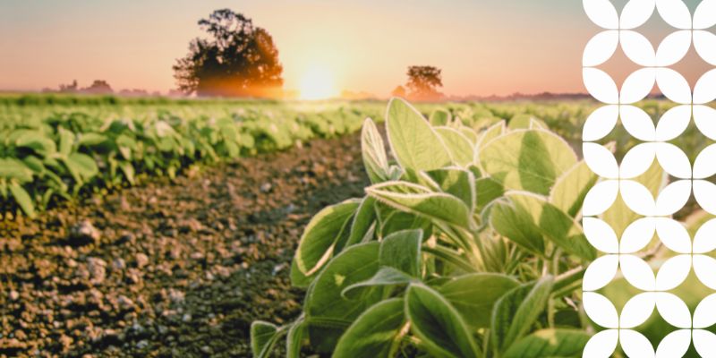 A wide agricultural field stretching toward the horizon at sunrise, with leafy green crops in the foreground lit up by the morning sun. A white geometric pattern runs down the right border of the image.