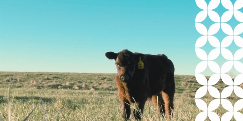 A dark brown calf with a yellow identification tag in its left ear stands in a grassy field under a bright, clear blue sky. A white geometric pattern frames the right edge of the image.
