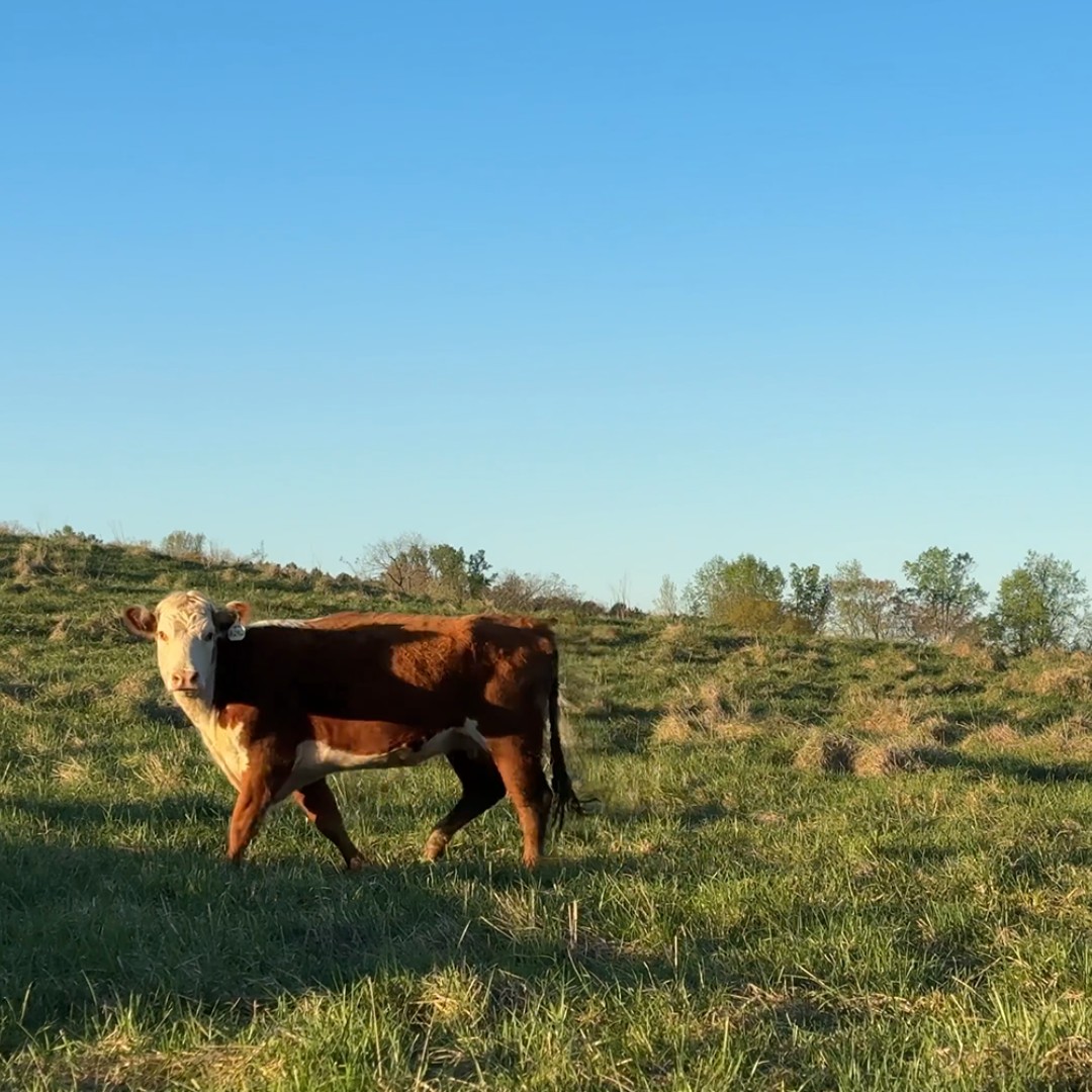 A rescue cow from the Impossible Ranch