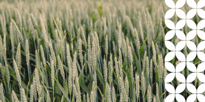 A close-up, high-angle view of a dense field of green wheat crops growing closely together. A white geometric pattern runs down the right border of the image.
