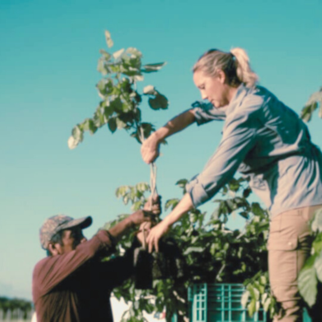 A woman stands looking down while handing a small leafy tree sapling to a man wearing a baseball cap who reaches upward to receive it against a clear blue sky.