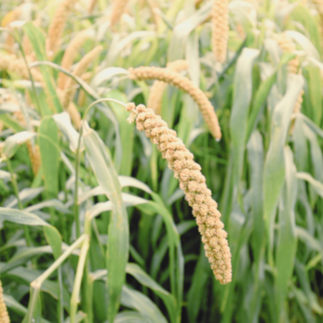 A close-up view of a drooping grain head on a stalk of millet growing in a dense green field.