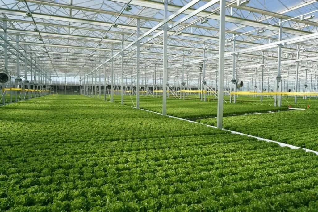 Gotham Greens greenhouse located in Davis, California