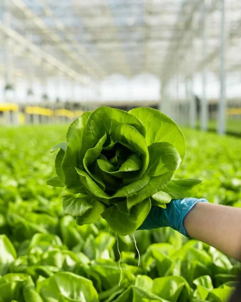 Gotham Greens' fresh harvest on-site