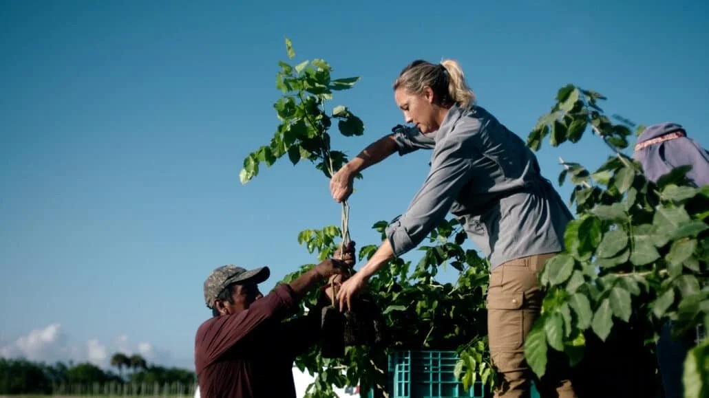 Growers in Florida planting pongamia trees as a replacement crop for citrus