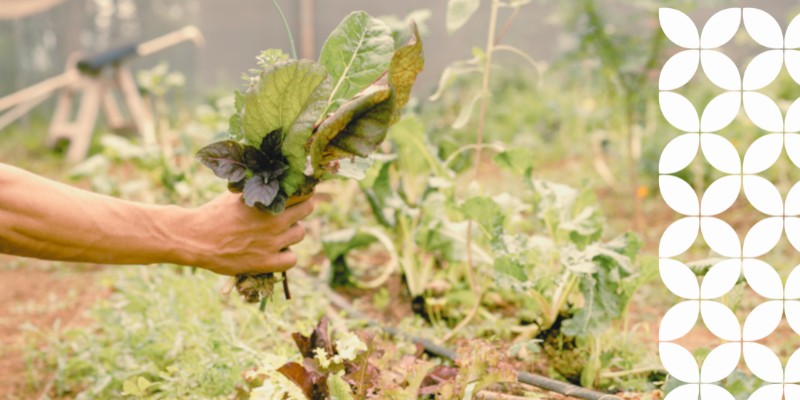 A close-up view of a person's hand gathering a fresh bouquet of leafy green and purple vegetables directly from a garden bed. A white geometric pattern frames the right edge of the image.