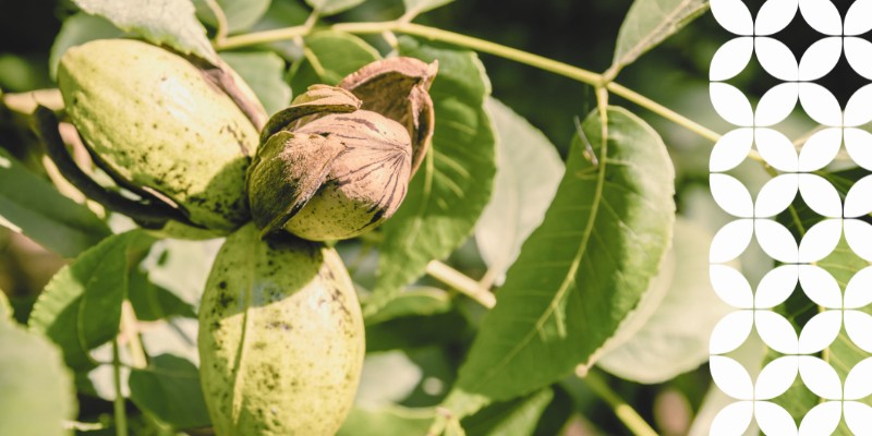 A close-up of green pecan husks growing on a tree branch with vibrant leaves, with one husk split open to reveal the brown pecan shell inside. A white geometric pattern runs down the right border.