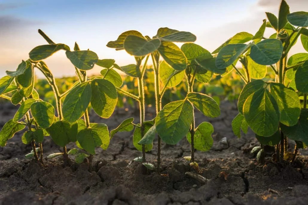 A low-angle shot of young green soybean plants growing in straight rows out of dry, cracked dark soil, with the warm glow of the setting sun filtering through their leaves.