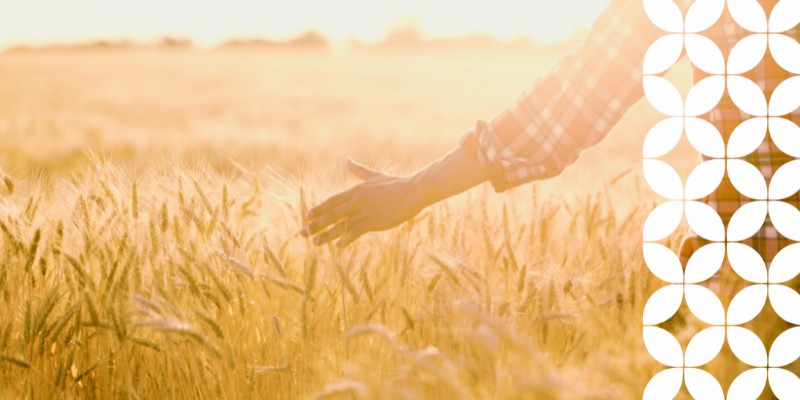 A close-up view of a person's hand in a pink plaid shirt gently brushing over the tops of golden wheat stalks in a wide field at sunset. A white geometric pattern frames the right edge of the image.