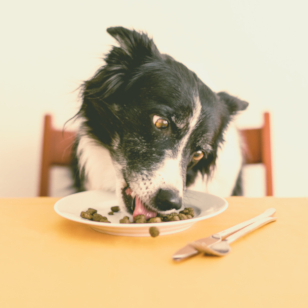 A dog sitting at a table eating from a bowl of plant-based dog food.