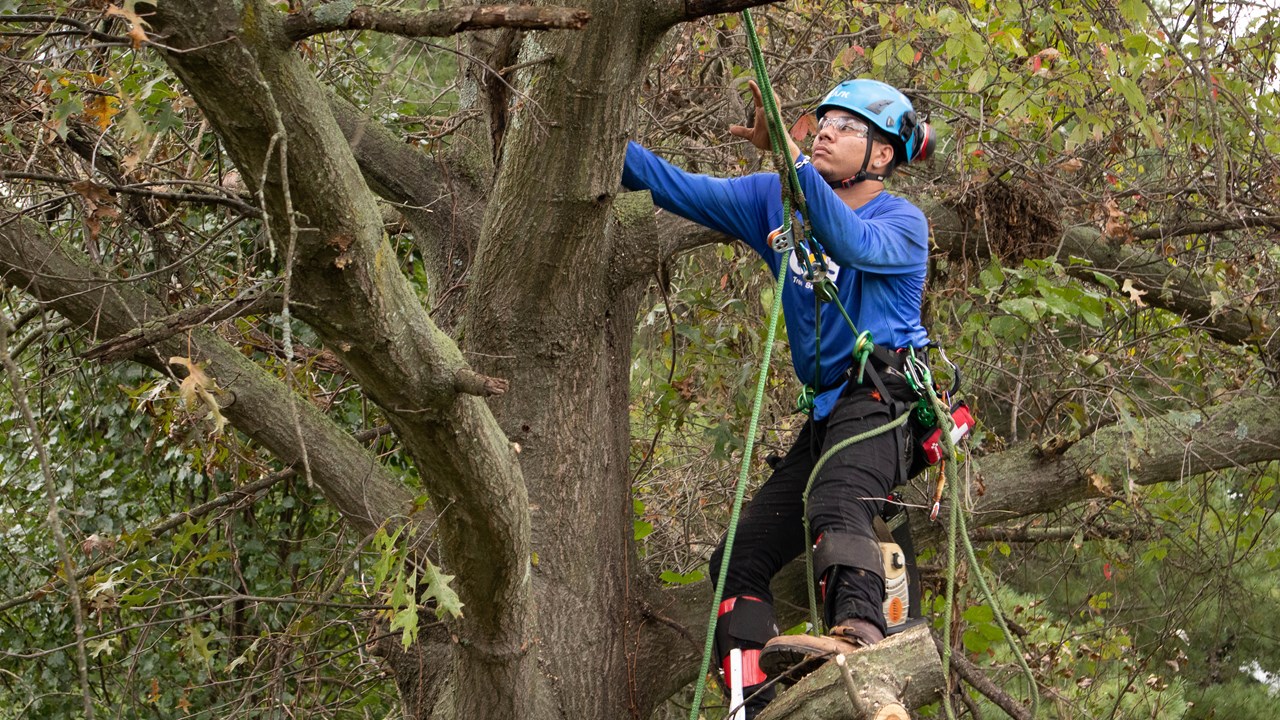 Tree Cutting, Pruning Planting and Stump Removal