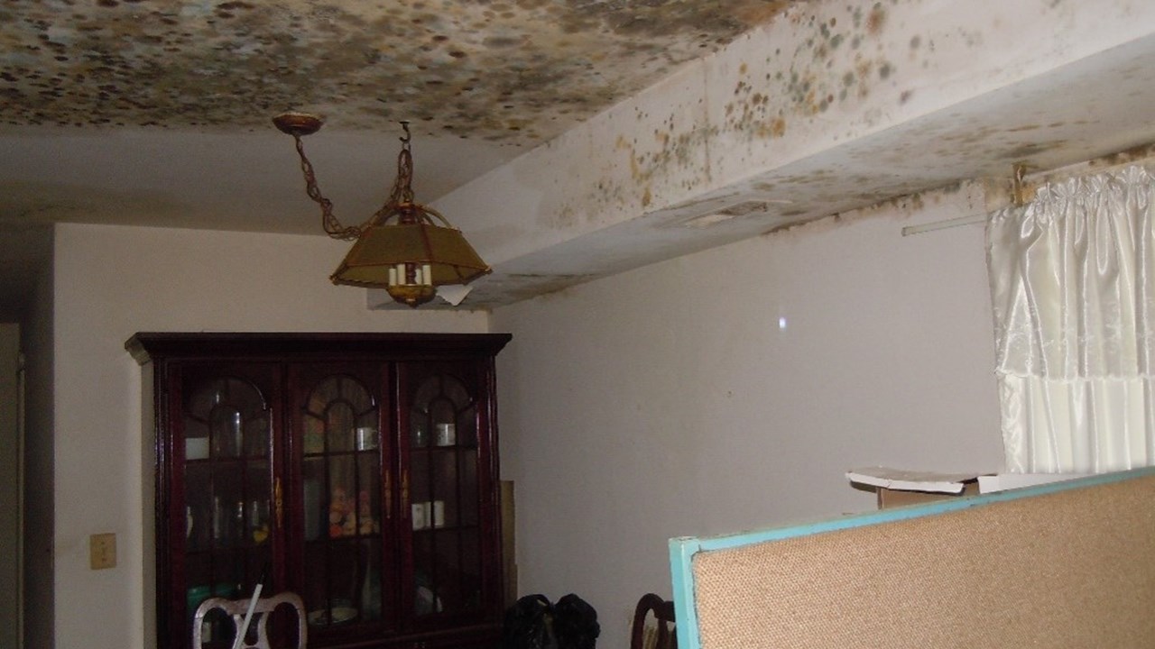 Mold Remediation