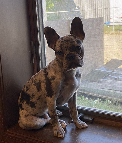 Franky, Lisa Kelsey's French bulldog