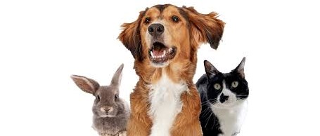 You Bet Your Assets! What You Need to Know About ESAs, HUD, & FHA