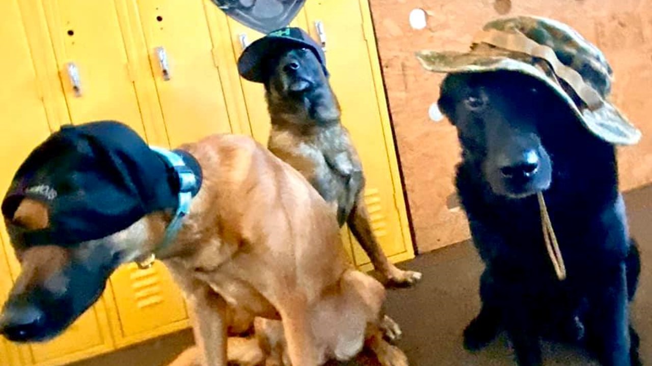 Halloween K9's