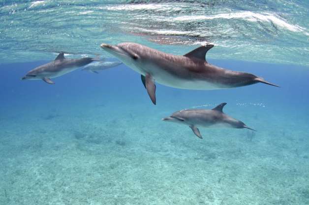 Dolphins give each other specific names.