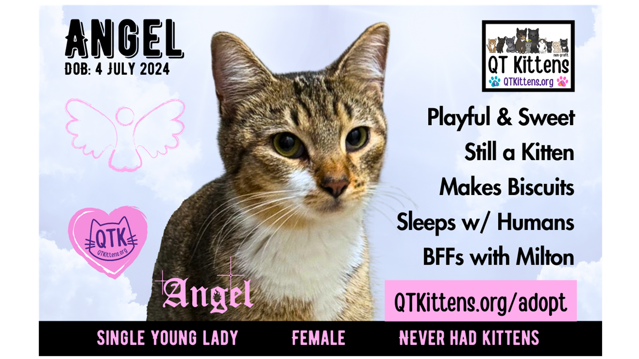 ANGEL | Female - Spayed | DoB 4 Jul 24 | Available for Adoption Right MEOW!