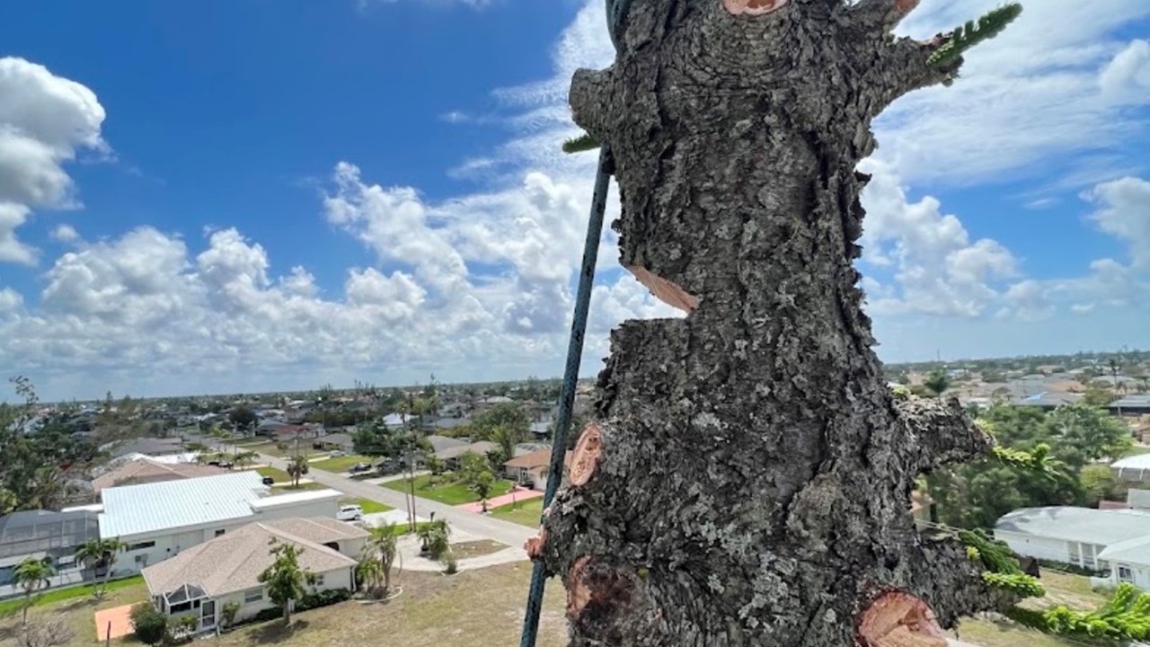 Tree removal Cape Coral
