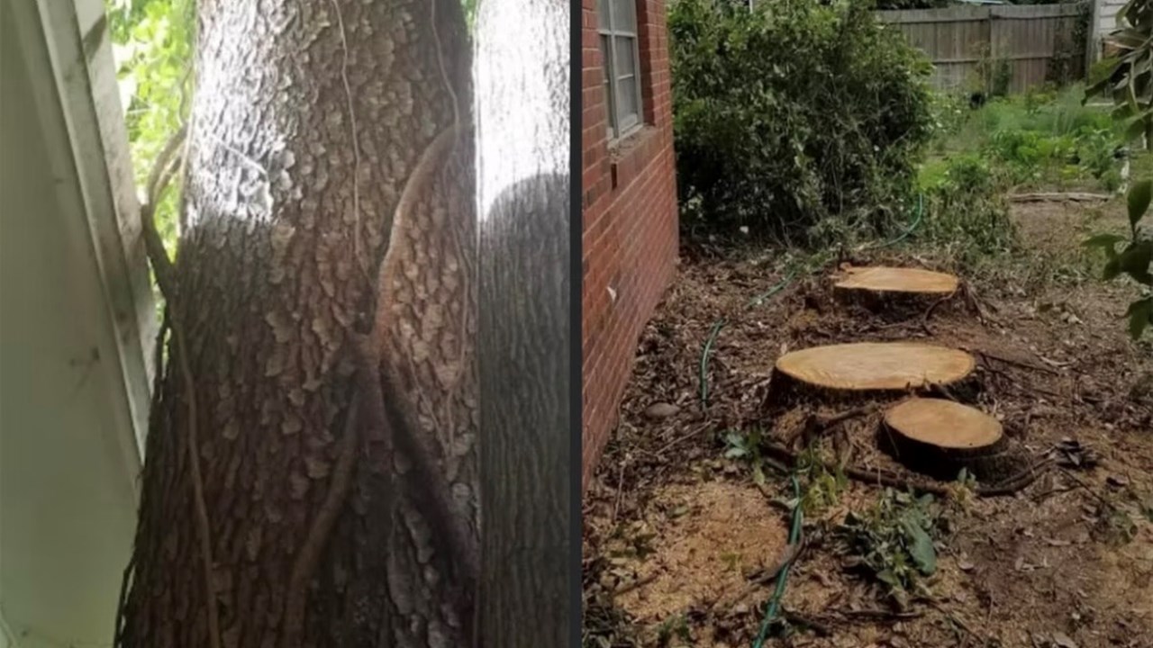 Tree removal Fort Myers