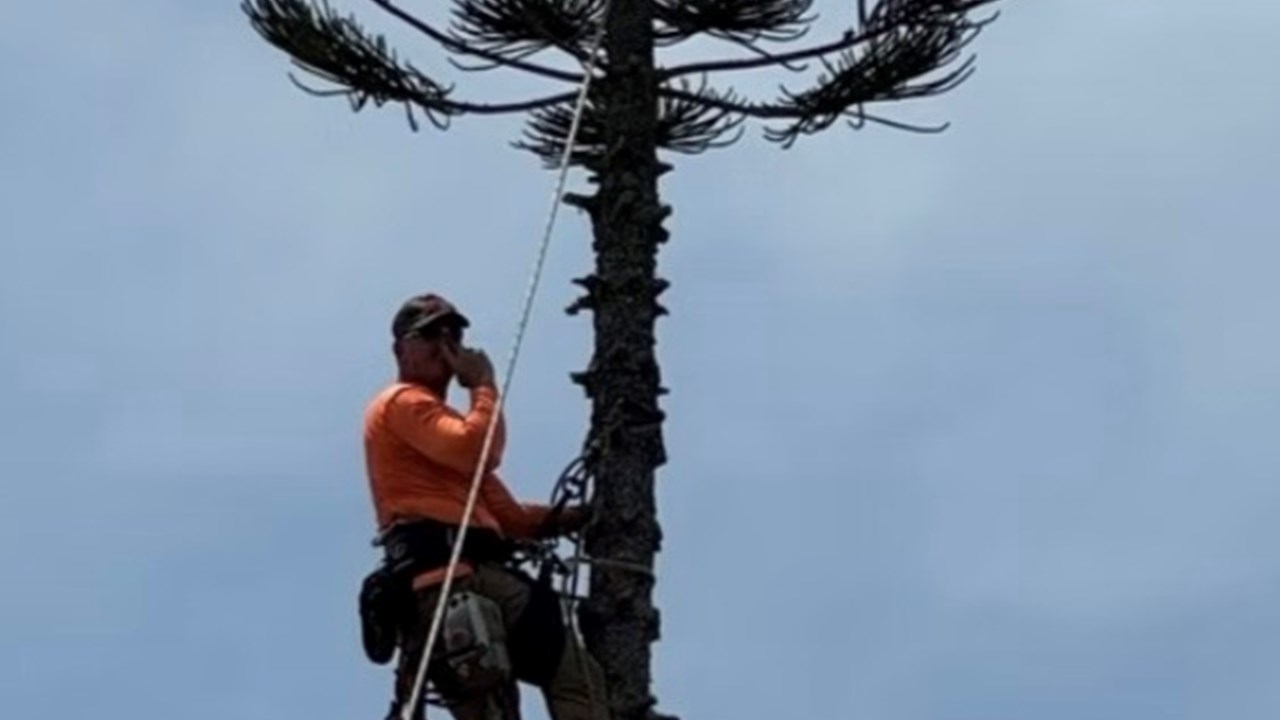 Tree removal Fort Myers