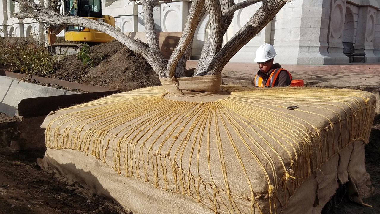 Custom Transplanting
