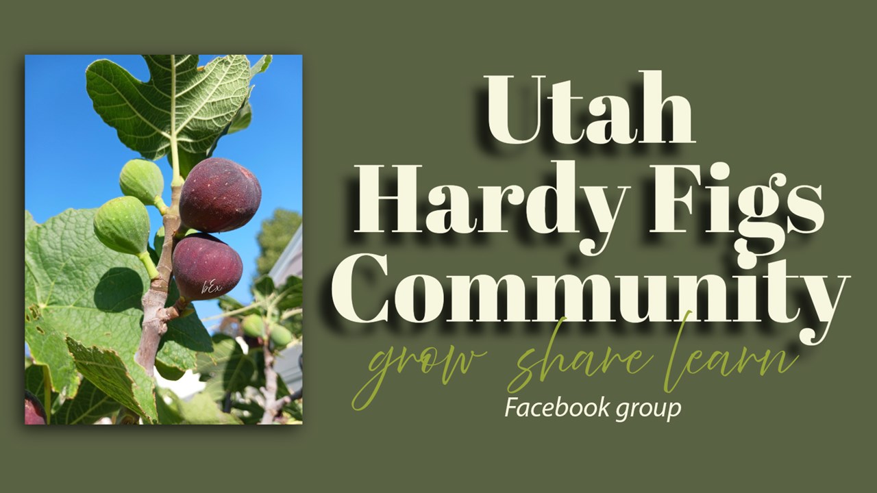 Utah Hardy Figs Community facebook group