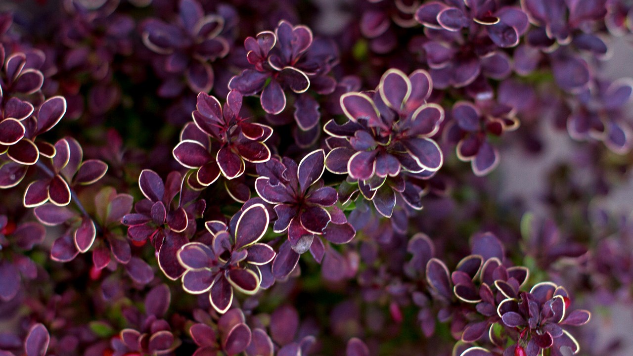 BMN - Berberis 'Admiration'