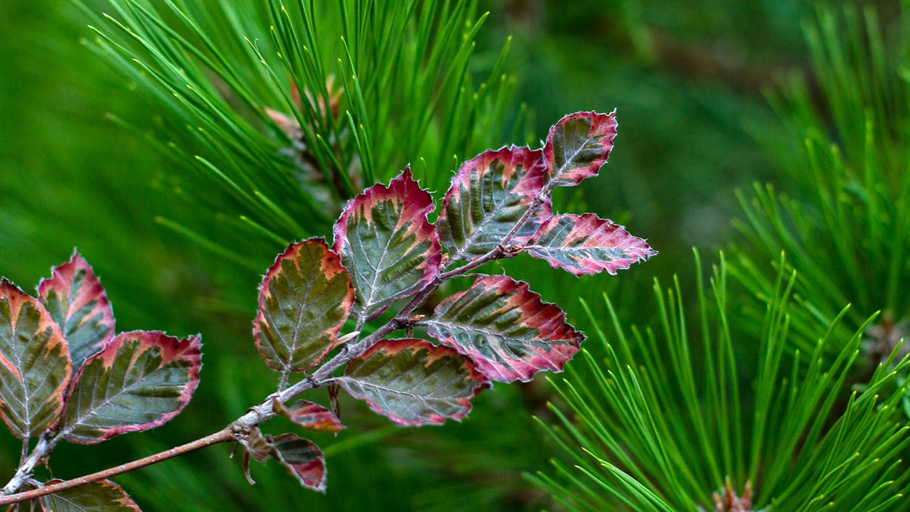 BMN - Fagus syl. 'Roseo-marginata' - Tricolor