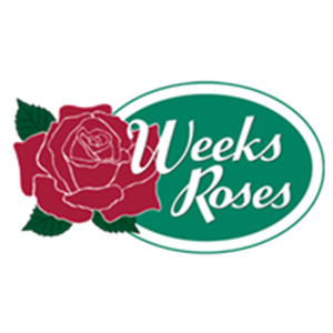 Photo of Weeks Roses